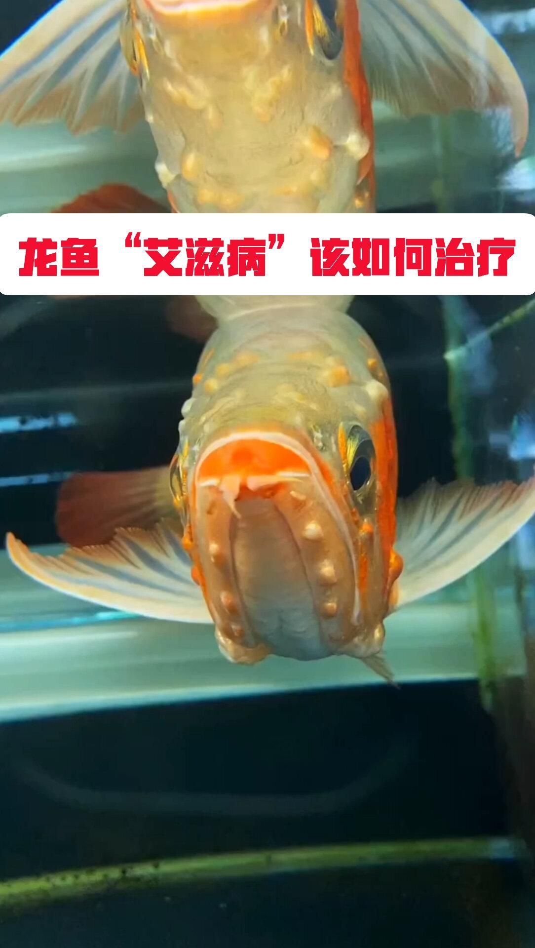 龍魚艾滋病能治愈嗎？（龍魚也得“艾滋病”怎么辦？）