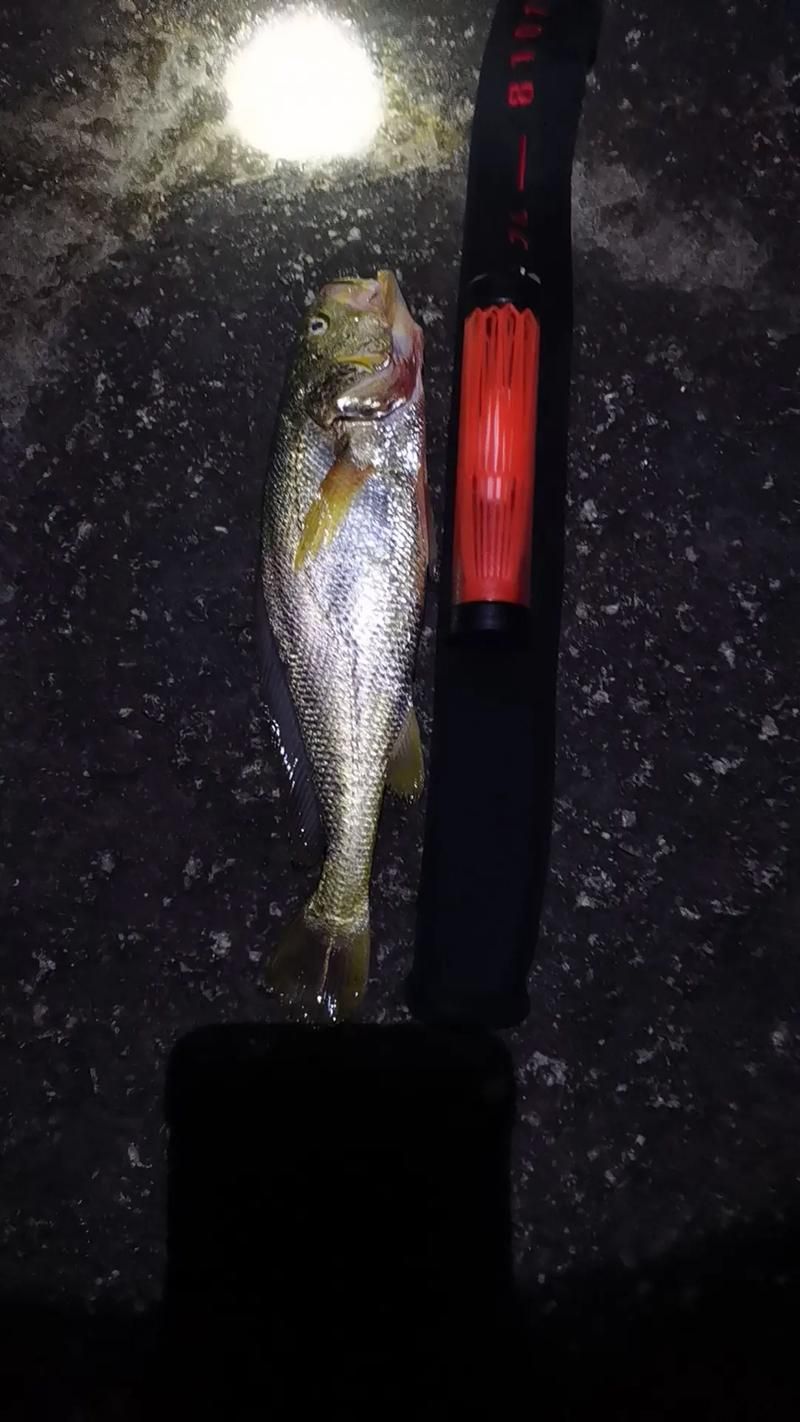 2025年長城杯龍魚有哪些品種（2025年長城杯世界龍魚錦標賽獲獎名單）
