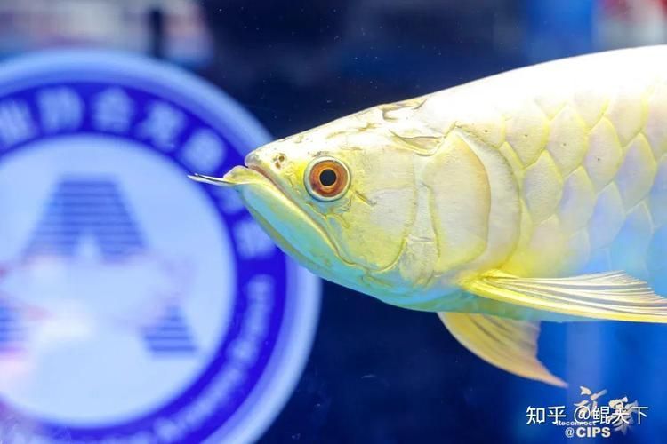 2025年長城杯龍魚有哪些品種（2025年長城杯世界龍魚錦標賽獲獎名單）
