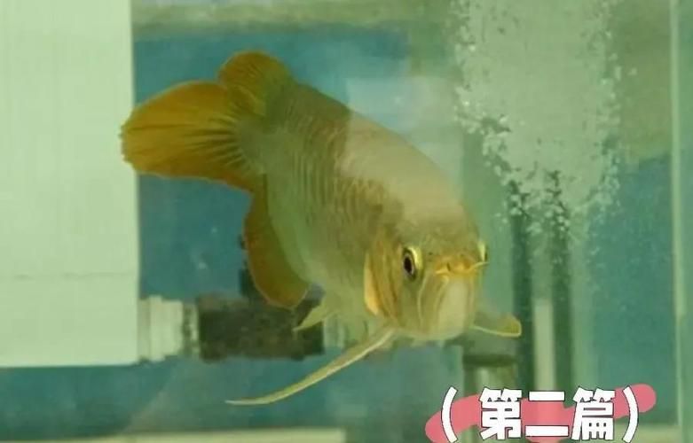 如何判斷龍魚是否腮邊外翻？（——權威診斷龍魚是否腮邊外翻（龍魚腮邊外翻鰓”）