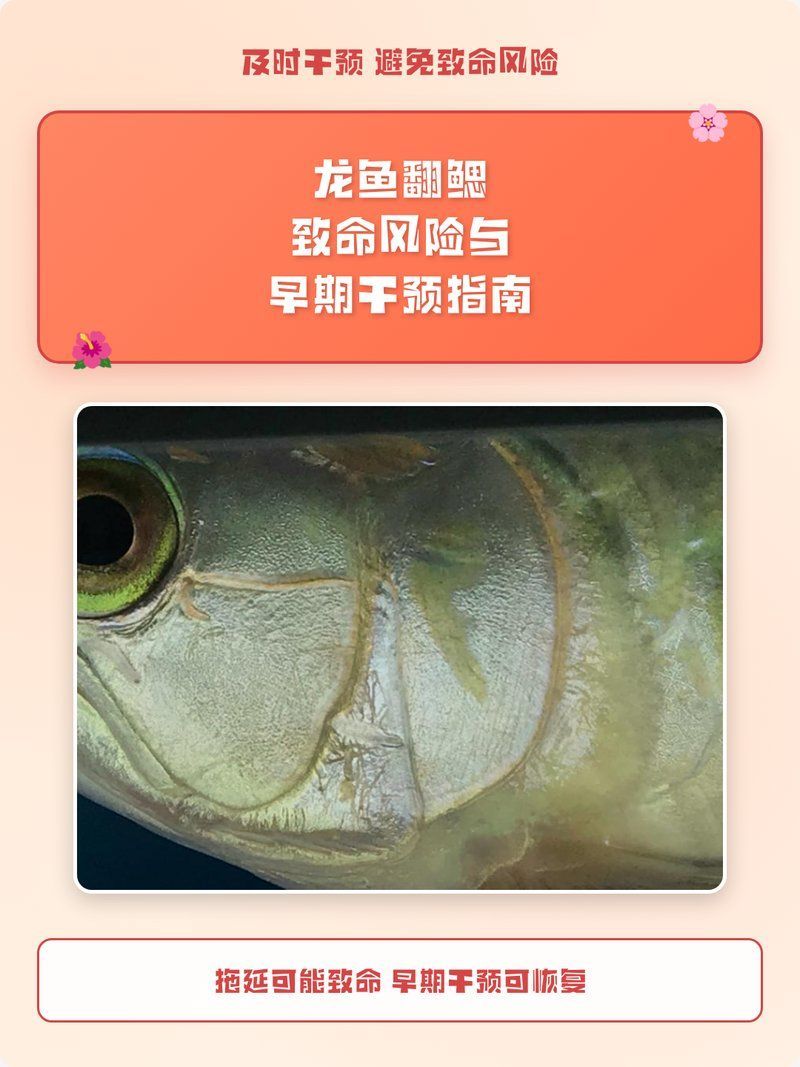 如何判斷龍魚是否腮邊外翻？（——權威診斷龍魚是否腮邊外翻（龍魚腮邊外翻鰓”）