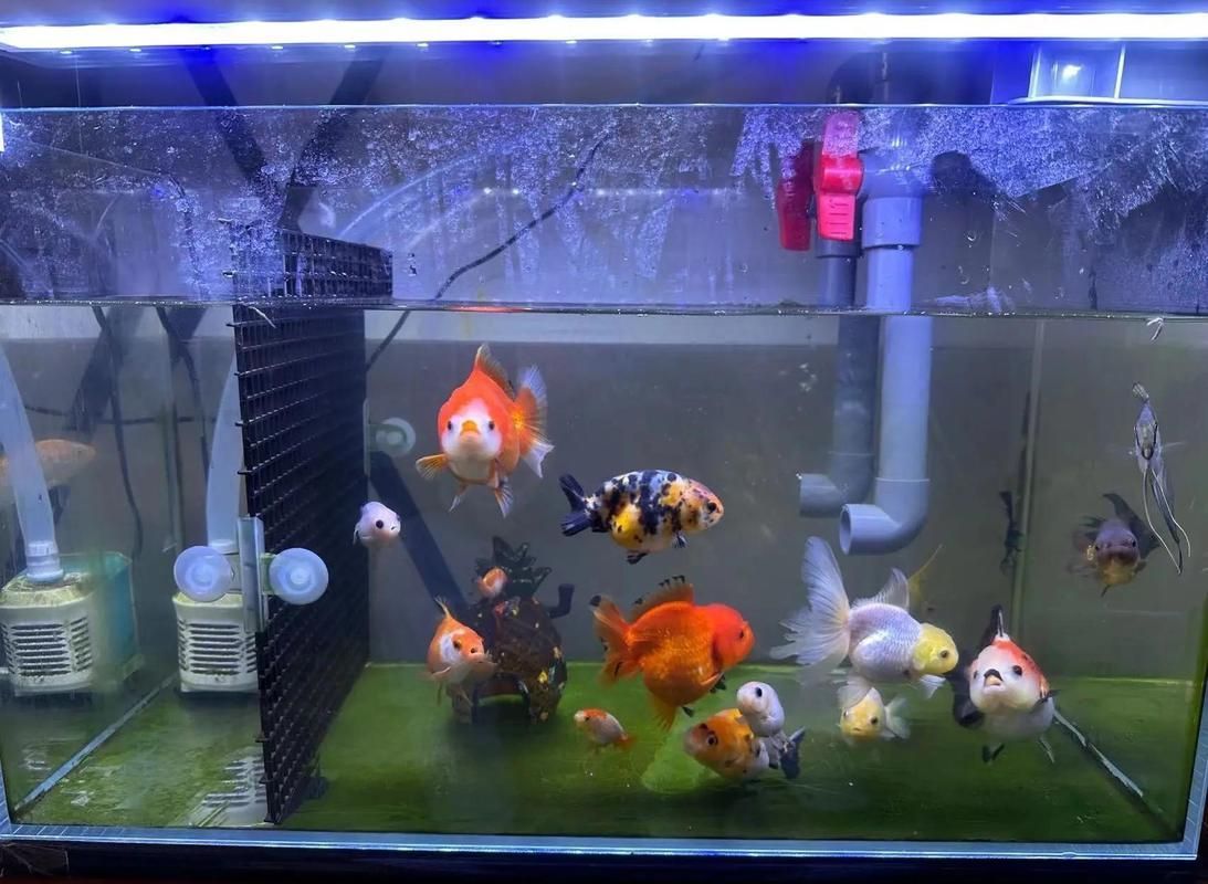如何在龍魚吧發布信息？（養了3年金龍，終于長出完美背鰭） 如何在龍魚吧發布信息？（養了3年金龍，終于長出完美背鰭） 龍魚百科 第7張