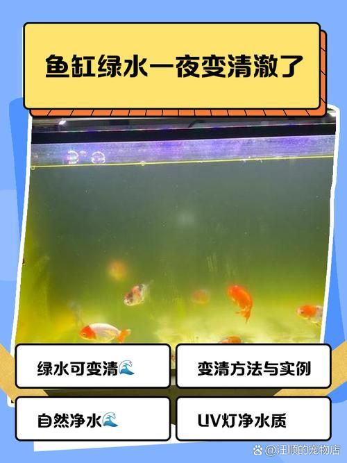 如何在龍魚吧發布信息？（養了3年金龍，終于長出完美背鰭） 如何在龍魚吧發布信息？（養了3年金龍，終于長出完美背鰭） 龍魚百科 第9張
