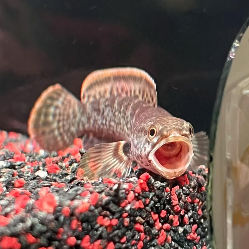 哪種藥物治療龍魚(yú)腮部鼓包最有效？（治療龍魚(yú)腮部鼓包）