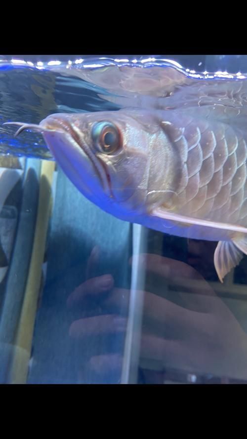 哪種藥物治療龍魚(yú)腮部鼓包最有效？（治療龍魚(yú)腮部鼓包）