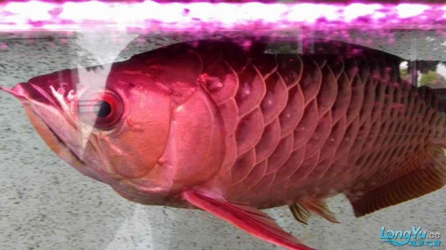 哪種藥物治療龍魚(yú)腮部鼓包最有效？（治療龍魚(yú)腮部鼓包）