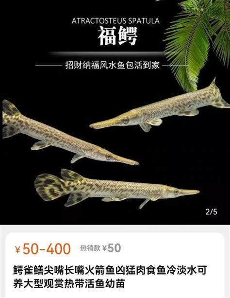 詳解（1000字和配圖）有哪些魚種與龍魚不兼容？（魚類有哪些特點？）