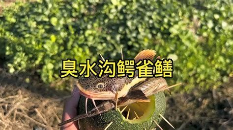 詳解（1000字和配圖）有哪些魚種與龍魚不兼容？（魚類有哪些特點？）
