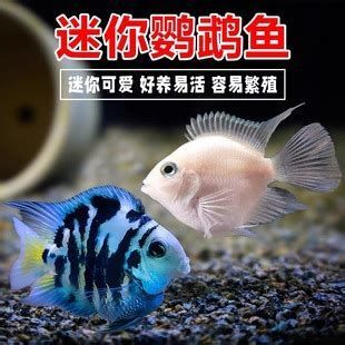 詳解（1000字和配圖）有哪些魚種與龍魚不兼容？（魚類有哪些特點？）