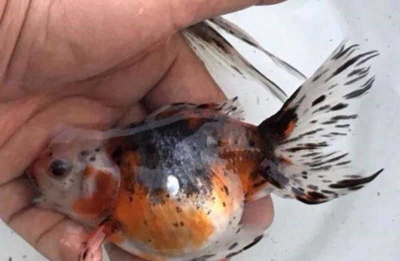 哪些藥物可以有效治療龍魚鰓病？（權(quán)威水族醫(yī)學(xué)實踐與觀賞魚養(yǎng)殖中高致死率的常見疾病）