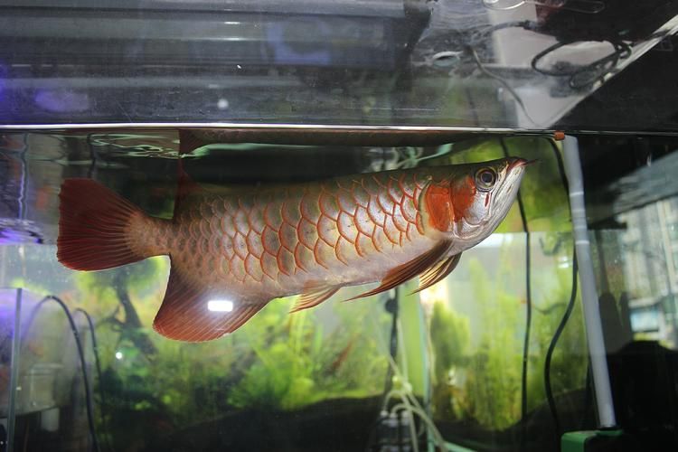 龍魚之巔吧有哪些特色板塊？（百度龍魚之巔吧）