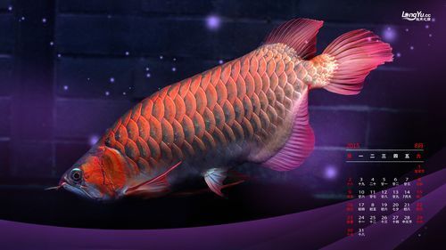 龍魚之巔吧有哪些特色板塊？（百度龍魚之巔吧）