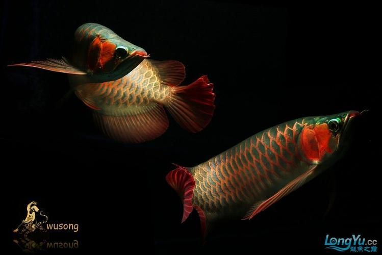 龍魚之巔吧有哪些特色板塊？（百度龍魚之巔吧）