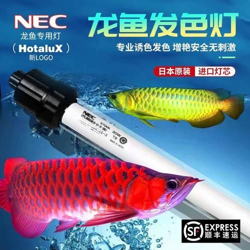 紅龍魚使用NEC 6700K白燈有哪些品牌推薦？（nec6700k白燈）