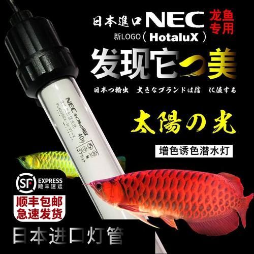 紅龍魚使用NEC 6700K白燈有哪些品牌推薦？（nec6700k白燈）