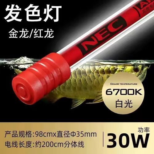 紅龍魚使用NEC 6700K白燈有哪些品牌推薦？（nec6700k白燈）