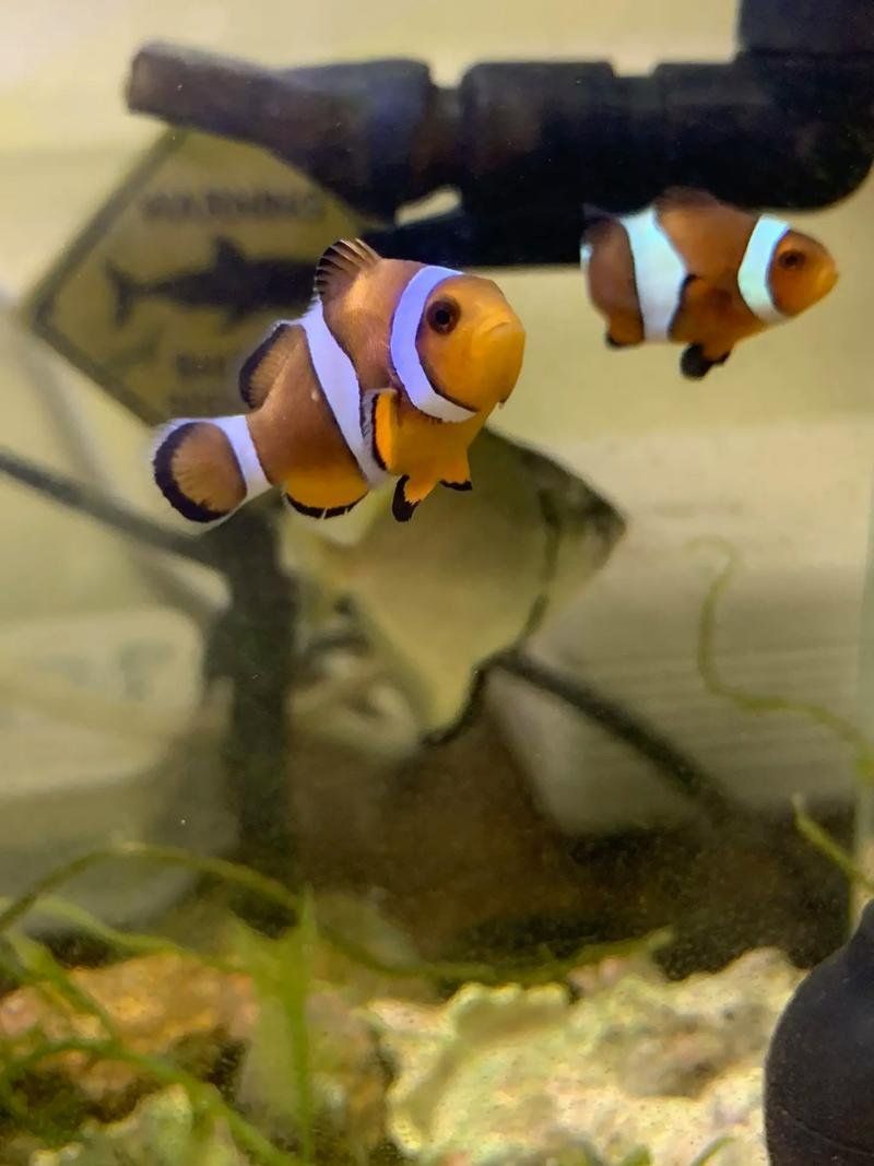 龍魚鰓蓋上有圓形白色東西會(huì)癌變嗎？（魚身上長(zhǎng)白點(diǎn)是什么病）