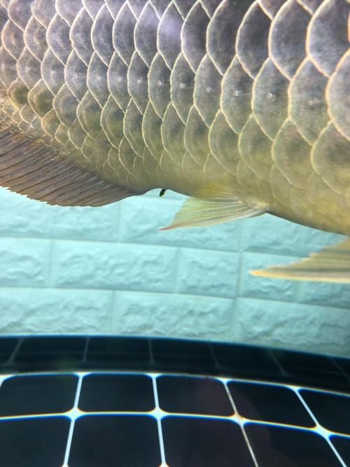 如何區(qū)分龍魚腹脹的不同原因？（arxiv論文助手arxiv論文助手（arxiv論文助手））