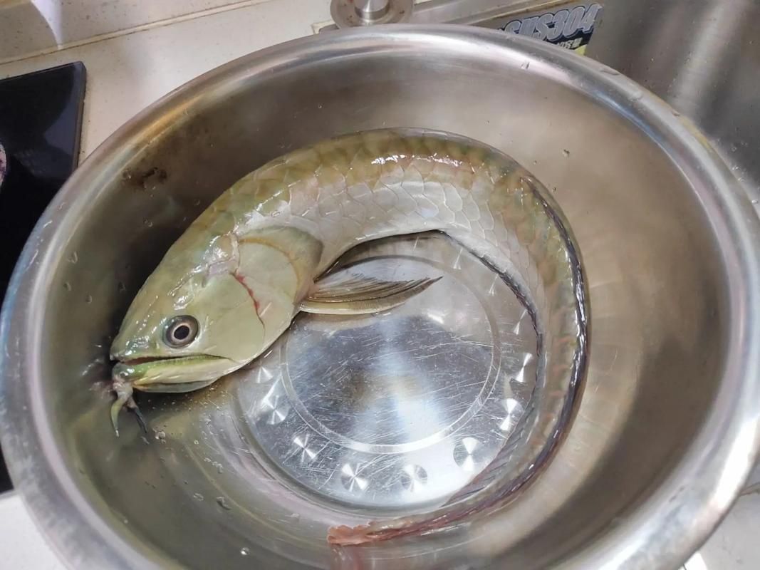 如何判斷龍魚是否健康進食？（如何判斷龍魚健康進食）
