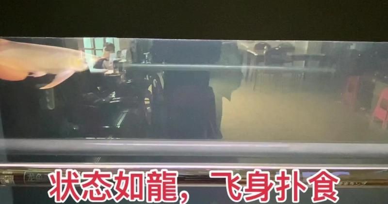如何判斷龍魚是否健康進食？（如何判斷龍魚健康進食）