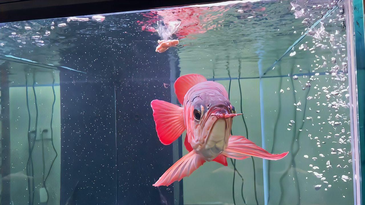 龍魚生病時應該如何調整水質？（龍魚生病了怎么辦）