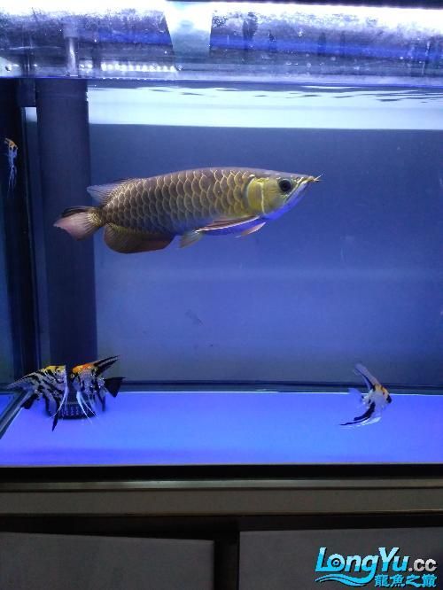 給我提供更多龍魚嘴巴有白點的圖片（龍魚嘴巴出現白點怎么辦）