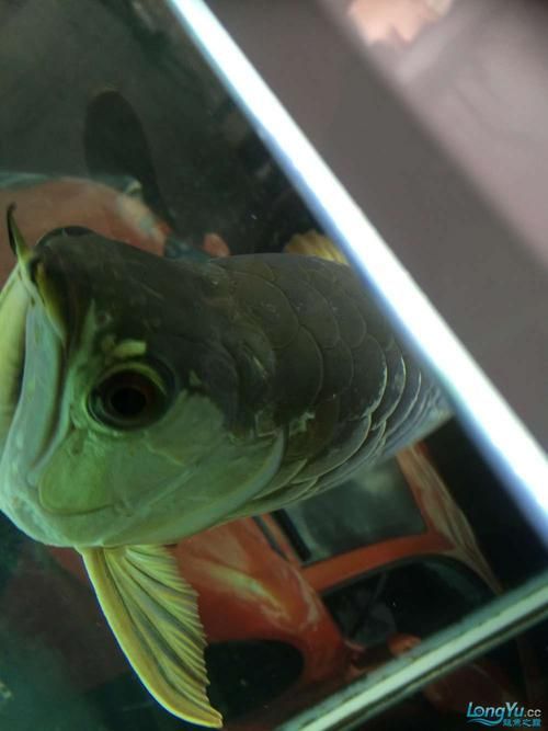 給我提供更多龍魚嘴巴有白點的圖片（龍魚嘴巴出現白點怎么辦）