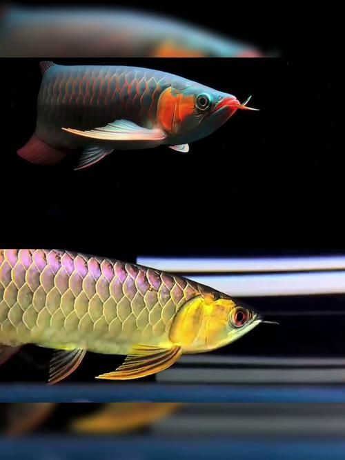 給我一些龍魚的飼養圖片資源（關于龍魚飼養的圖片資源）