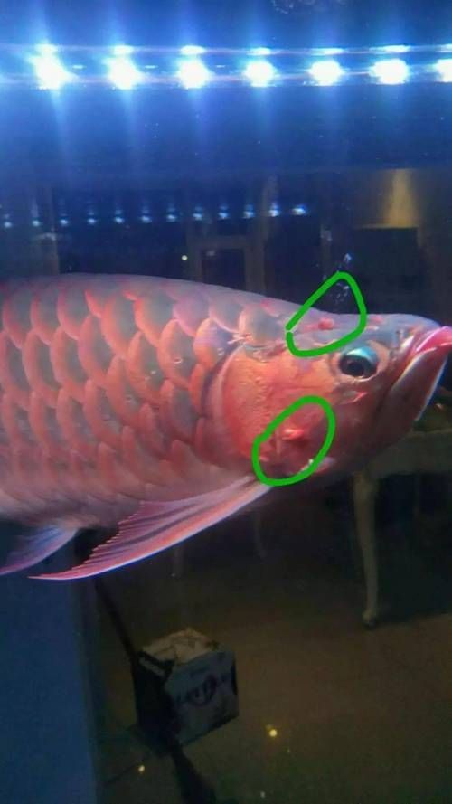 如何區(qū)分龍魚嘴角的肉芽是腫斑病還是息肉？（龍魚嘴角炎肉芽腫斑病與息肉的科學鑒別指南（arxiv論文助手））