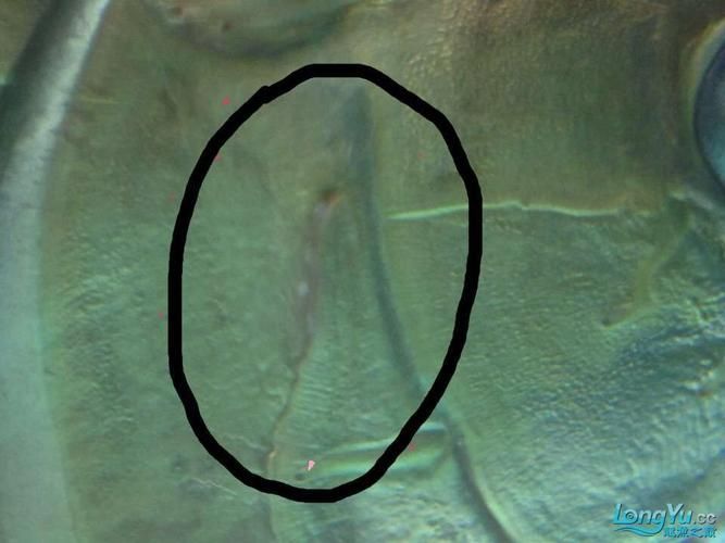 如何區(qū)分龍魚嘴角的肉芽是腫斑病還是息肉？（龍魚嘴角炎肉芽腫斑病與息肉的科學鑒別指南（arxiv論文助手））