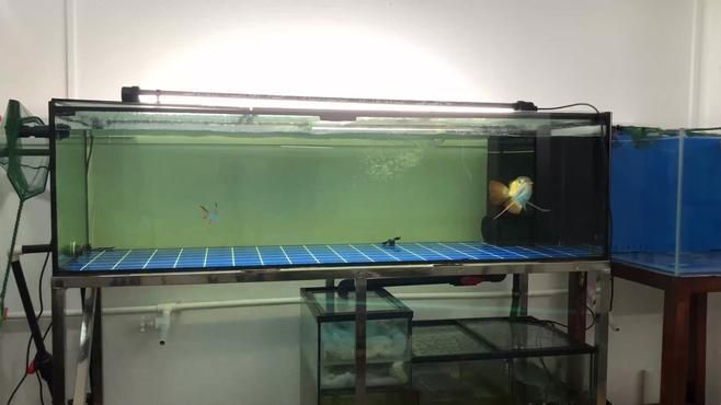 紅龍魚喂活餌有哪些注意事項？（紅龍魚喂養活餌的注意事項）