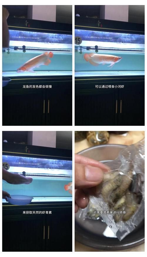 如何判斷紅龍魚是否需要補充蝦青素？（如何判斷紅龍魚是否需要補充蝦青素）
