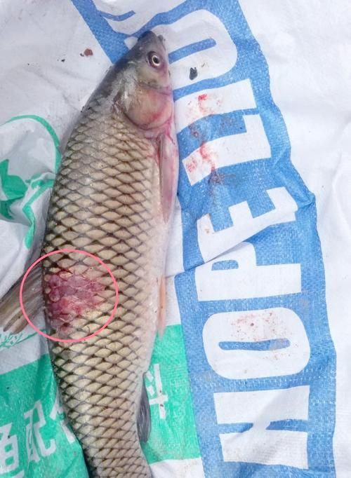 如何區分龍魚的病毒性感染和其他疾病？（龍魚病毒性感染與其他常見疾病的鑒別）