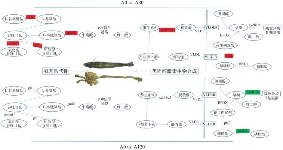 紅龍魚6歲后需要增加哪些營養素？（紅龍魚6歲后的營養需求）