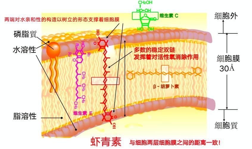 紅龍魚6歲后需要增加哪些營養素？（紅龍魚6歲后的營養需求）