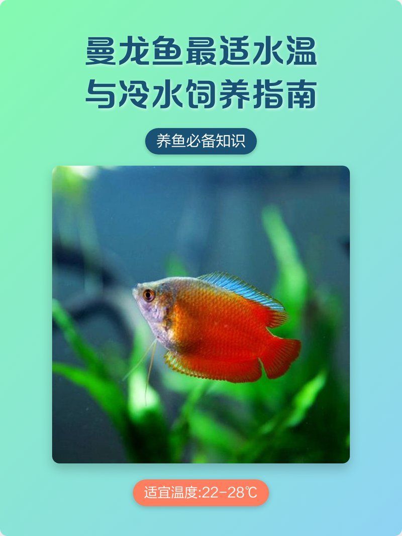 曼龍魚躲在角落多久會出來？（曼龍魚在新環境中的躲藏行為） 曼龍魚躲在角落多久會出來？（曼龍魚在新環境中的躲藏行為） 龍魚百科 第2張