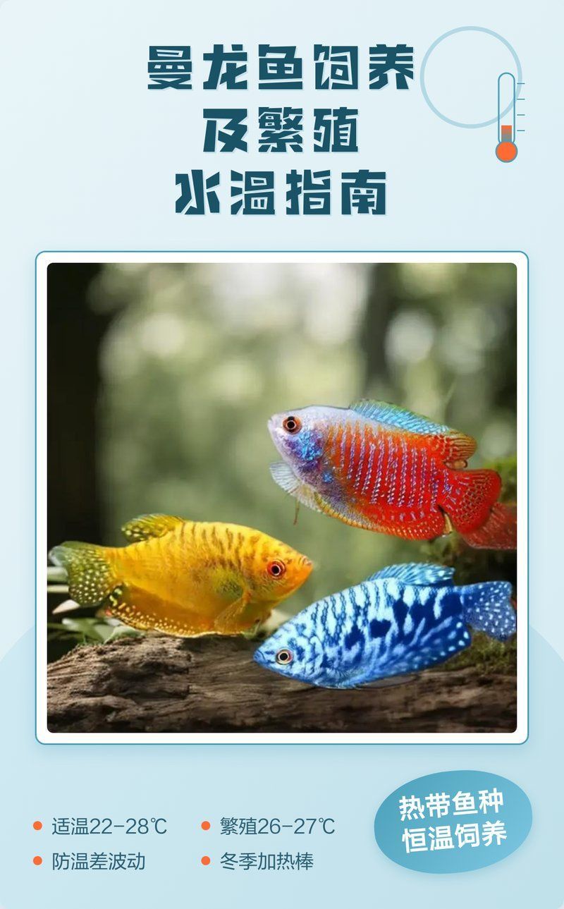 曼龍魚躲在角落多久會出來？（曼龍魚在新環境中的躲藏行為） 曼龍魚躲在角落多久會出來？（曼龍魚在新環境中的躲藏行為） 龍魚百科 第3張
