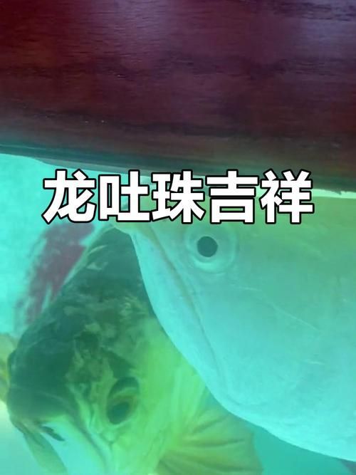 能提供更多龍魚嘴部特征的圖解嗎？（龍魚嘴部特征與品種有何關聯龍魚嘴部特征對照圖鑒） 能提供更多龍魚嘴部特征的圖解嗎？（龍魚嘴部特征與品種有何關聯龍魚嘴部特征對照圖鑒） 龍魚百科 第7張