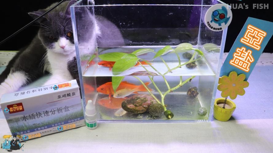 如何判斷金龍魚是否水質(zhì)中毒？（arxiv論文助手判斷金龍魚是否水質(zhì)中毒是否水質(zhì)中毒）