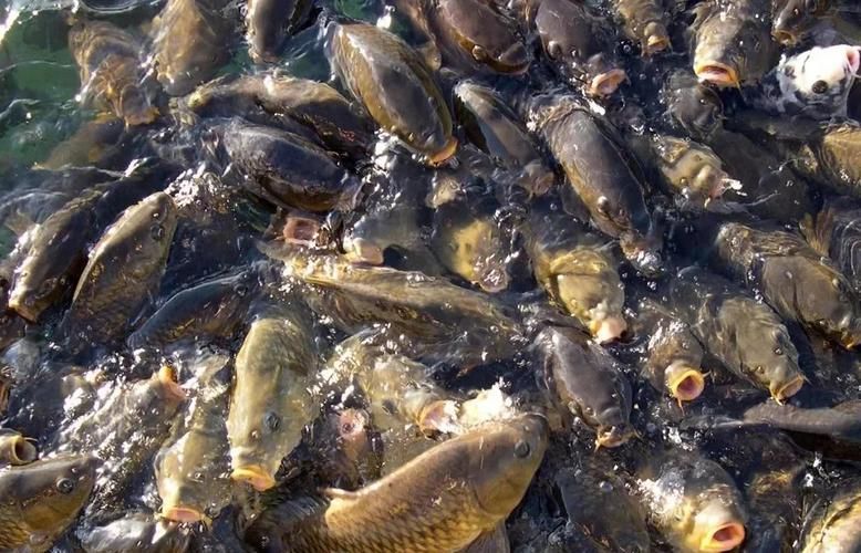 如何判斷龍魚是否缺氧或中毒？（arxiv論文助手,arxiv論文助手arxiv論文助手）