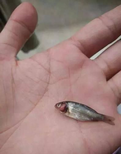 如何判斷龍魚是否缺氧或中毒？（arxiv論文助手,arxiv論文助手arxiv論文助手）