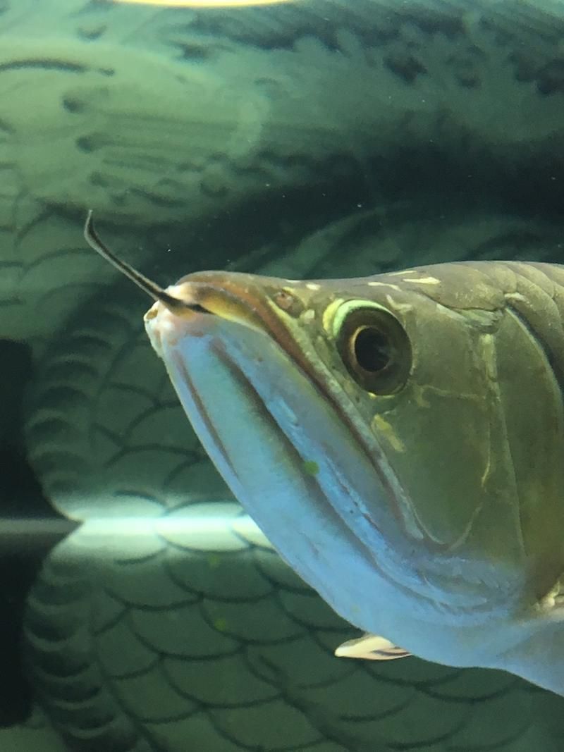 有哪些藥物可以幫助恢復龍魚胡須？（龍魚胡須恢復的方法）