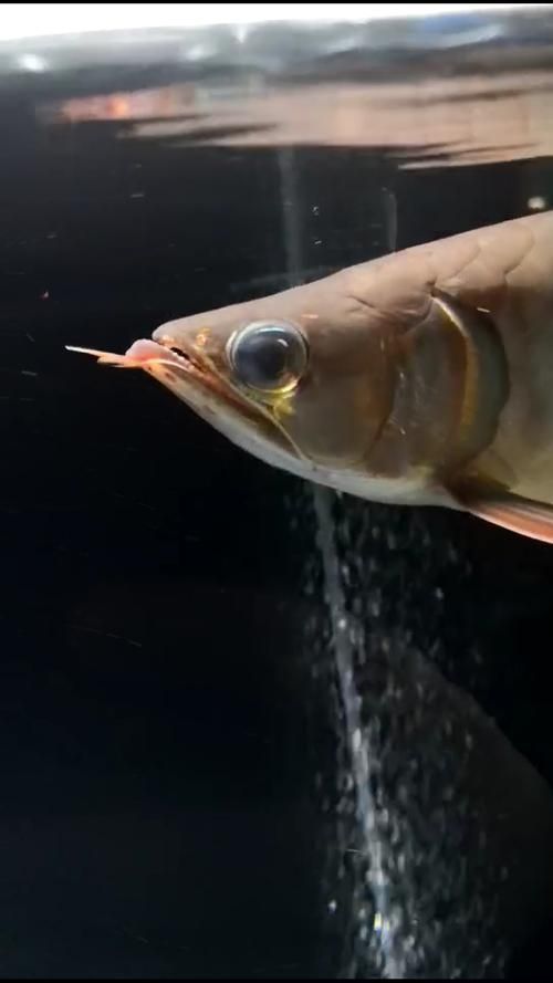 有哪些藥物可以幫助恢復龍魚胡須？（龍魚胡須恢復的方法）