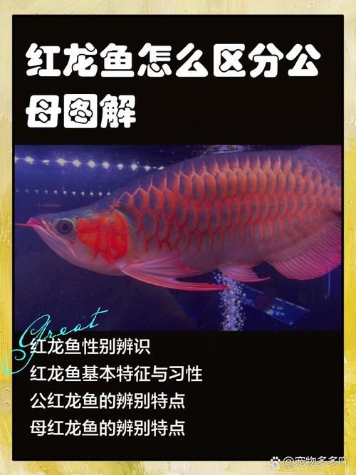 如何判斷紅龍魚是否需要補(bǔ)充天然餌料？（—紅龍魚需要補(bǔ)充天然餌料，天然餌料的判斷標(biāo)準(zhǔn)）