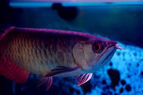 龍魚眼睛凸出如何緊急處理？（龍魚眼睛凸出怎么辦）