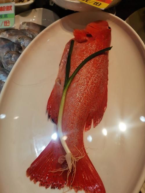 如何判斷龍魚是否貧血？（如何判斷龍魚是否貧血）