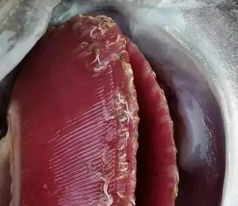 如何判斷龍魚是否貧血？（如何判斷龍魚是否貧血）
