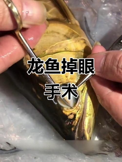 手術修復龍魚掉眼的風險有多大？（修復龍魚掉眼手術的風險）