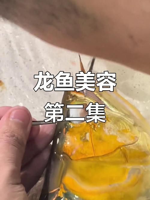 手術修復龍魚掉眼的風險有多大？（修復龍魚掉眼手術的風險）