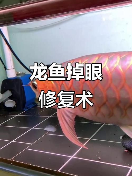 手術修復龍魚掉眼的風險有多大？（修復龍魚掉眼手術的風險）